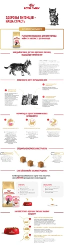 Сухой Корм Royal Canin KITTEN MAINE COON (КИТТЕН МЕЙН-КУН) Birth &amp; GrowthСпециальное питание для котят породы мейн-кун, а также для сибирских, норвежских лесных и других крупныхполудлинношерстных котят в возрасте от 3 до 15 месяцев фото 11