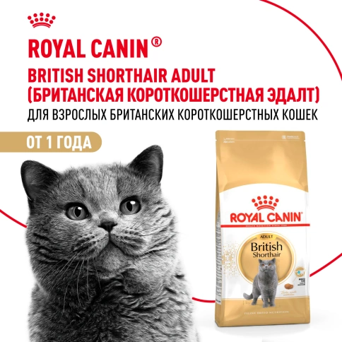 Сухой Корм Royal Canin BRITISH SHORTHAIR (БРИТИШ ШОРТХЭЙР)Специальное питание для кошек породы британская короткошерстная, а также для кошек породы шотландская вислоухая в возрасте от 1 года и старше, 2 кг фото 11