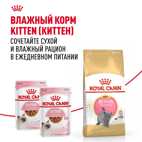 Сухой Корм Royal Canin KITTEN BRITISH SHORTHAIR (КИТТЕН БРИТИШ ШОРТХЭЙР) Birth &amp; GrowthСпециальное питание для котят породы британская короткошерстная в возрасте от 4 до 12 месяцев фото 8