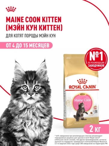 Сухой Корм Royal Canin KITTEN MAINE COON (КИТТЕН МЕЙН-КУН) Birth &amp; GrowthСпециальное питание для котят породы мейн-кун, а также для сибирских, норвежских лесных и других крупныхполудлинношерстных котят в возрасте от 3 до 15 месяцев фото 15