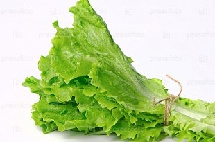 Лист Салатный пучок фото 4