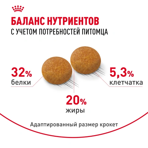 Сухой Корм Royal Canin SIBERIAN (САЙБЕРИАН)Специальное питание для кошек сибирской породы, в возрасте от 1 года и старше, 2 кг фото 4
