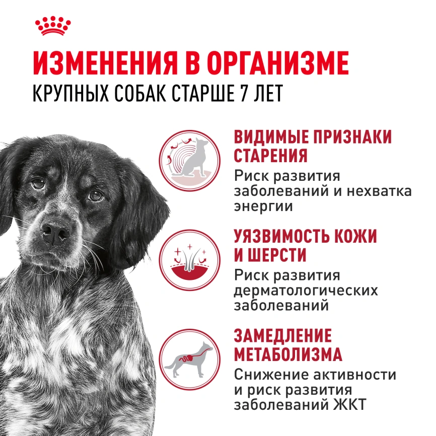Сухой корм Royal Canin Medium Adult 7+ для собак, 4 кг фото 2