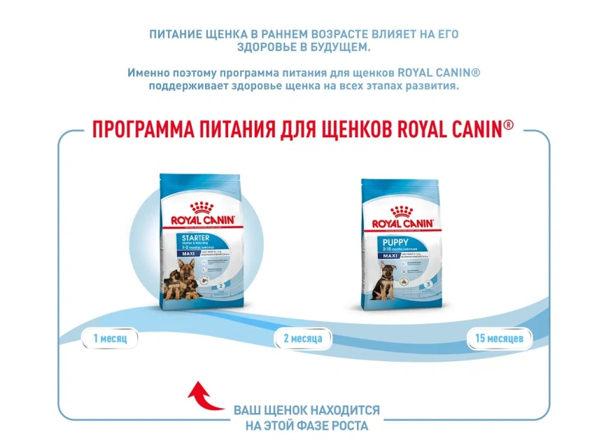 Сухой корм Royal Canin Maxi Starter Mother & Babydog для собак, 4 кг фото 4