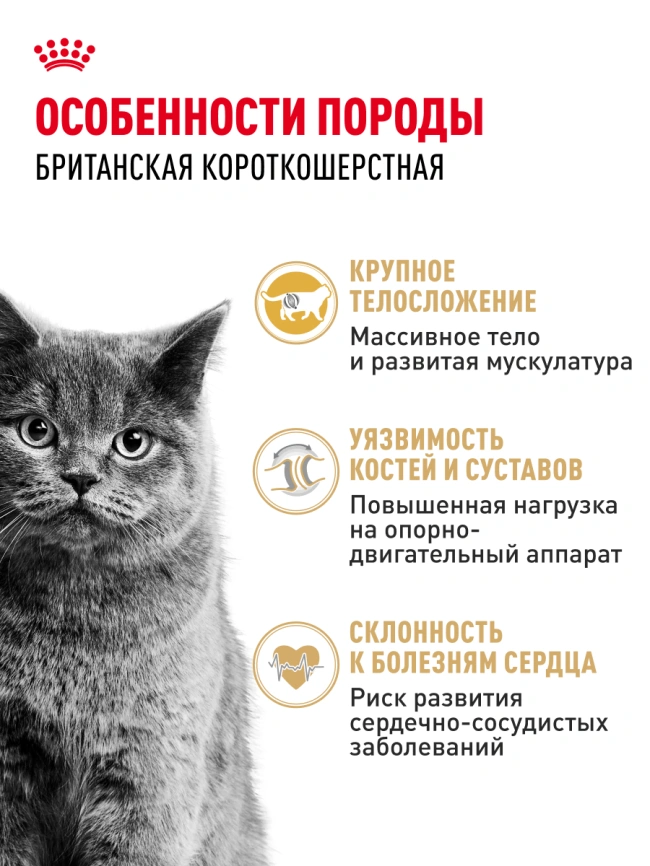 Сухой корм Royal Canin British Shorthair для кошек породы британская короткошерстная, 400 г фото 29