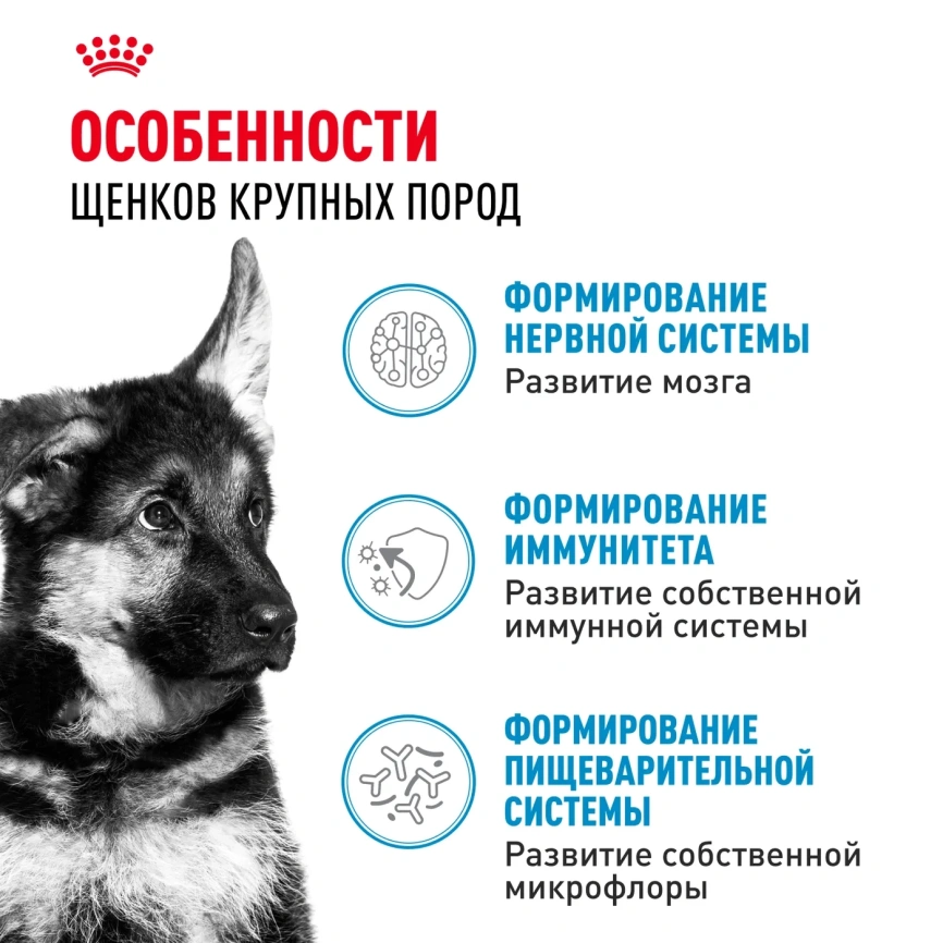 Влажный корм Royal Canin Maxi Puppy для щенков крупных пород в соусе, 100 г фото 2