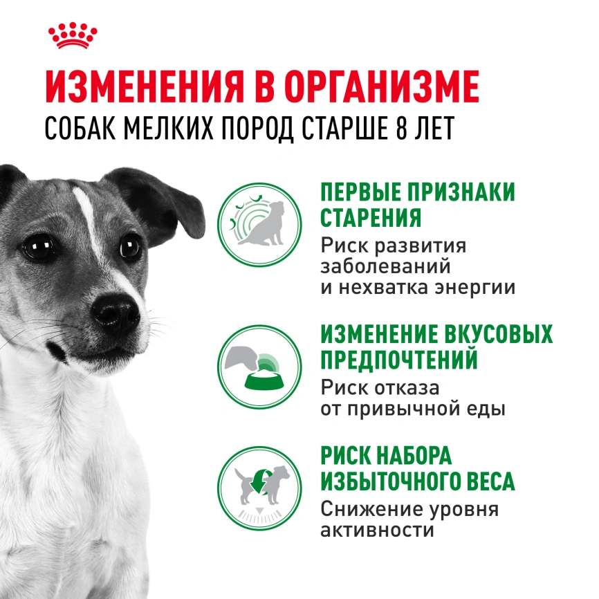 Сухой корм Royal Canin Mini Adult 8+ для пожилых собак, 2 кг фото 2