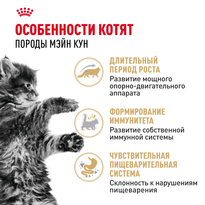 Влажный корм Royal Canin Maine Coon Kitten в соусе для котят породы мейн-кун и других крупных пород старше 3 месяцев, пауч, 85 г фото 2
