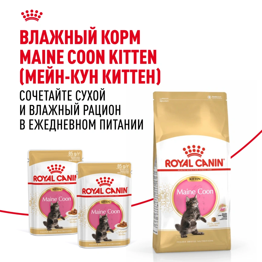 Сухой корм Royal Canin Kitten Maine Coon для котят, 400 г фото 8
