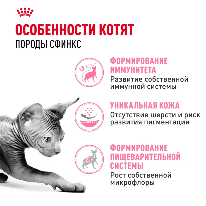 Сухой корм Royal Canin Kitten Sphynx для котят, 400 г фото 2