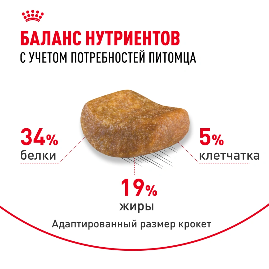 Сухой корм Royal Canin British Shorthair для кошек породы британская короткошерстная, 400 г фото 4