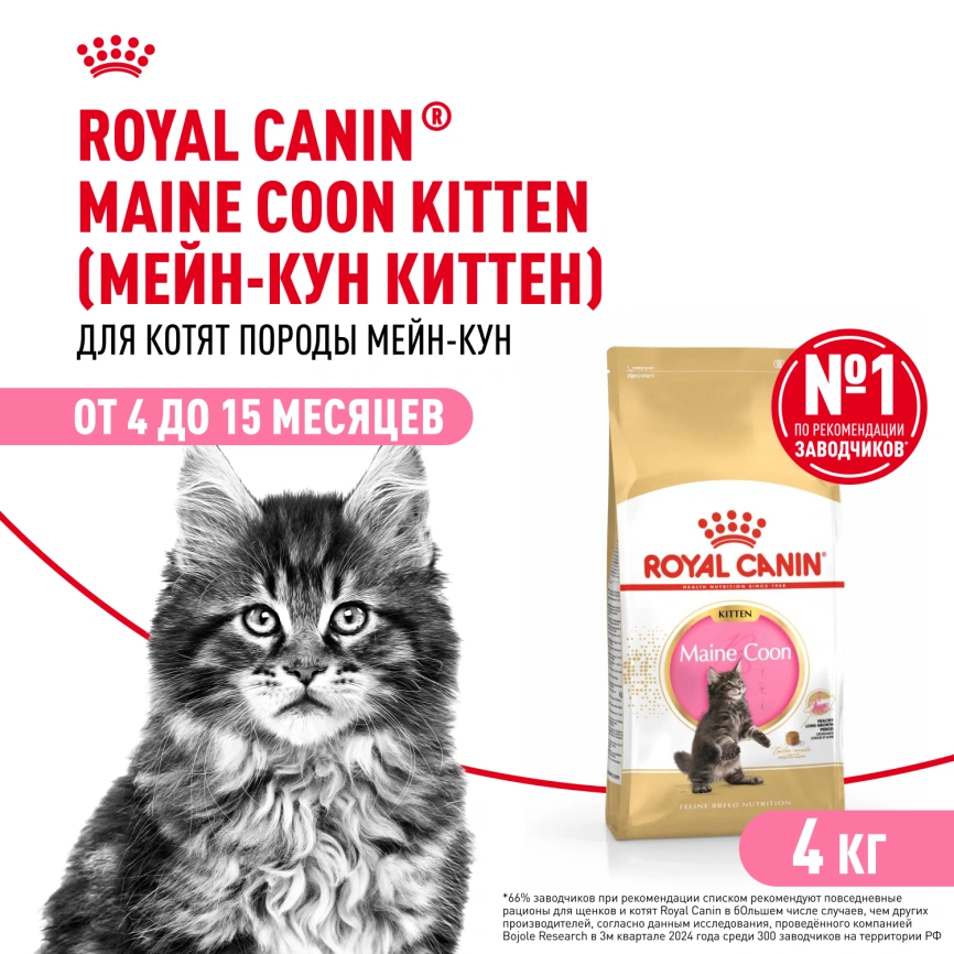 Сухой корм Royal Canin Kitten Maine Coon для котят, 4 кг фото 1