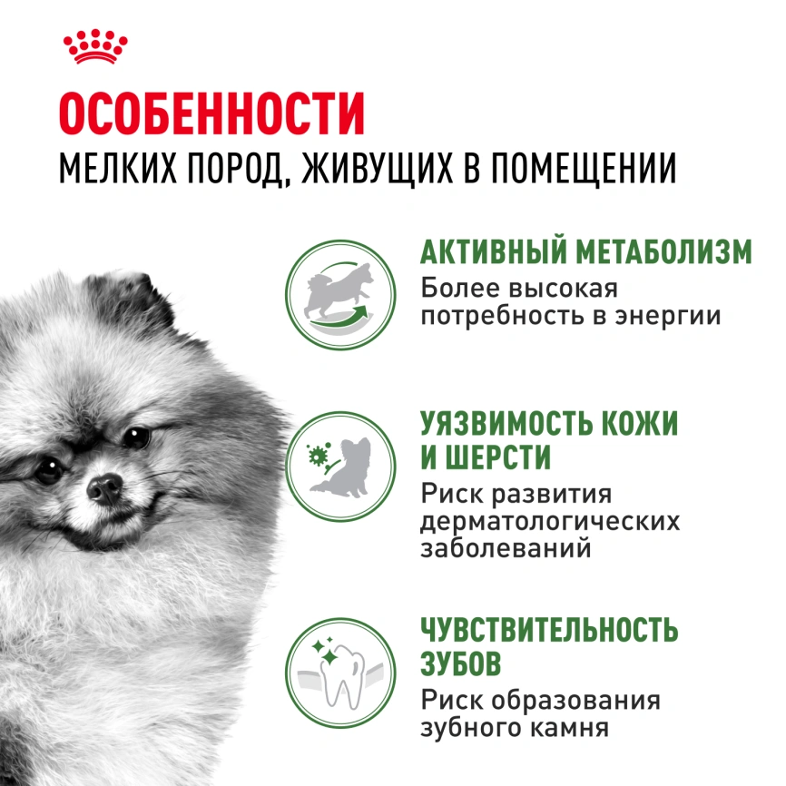 Сухой корм Royal Canin Mini Indoor Adult для собак, 10 кг фото 3