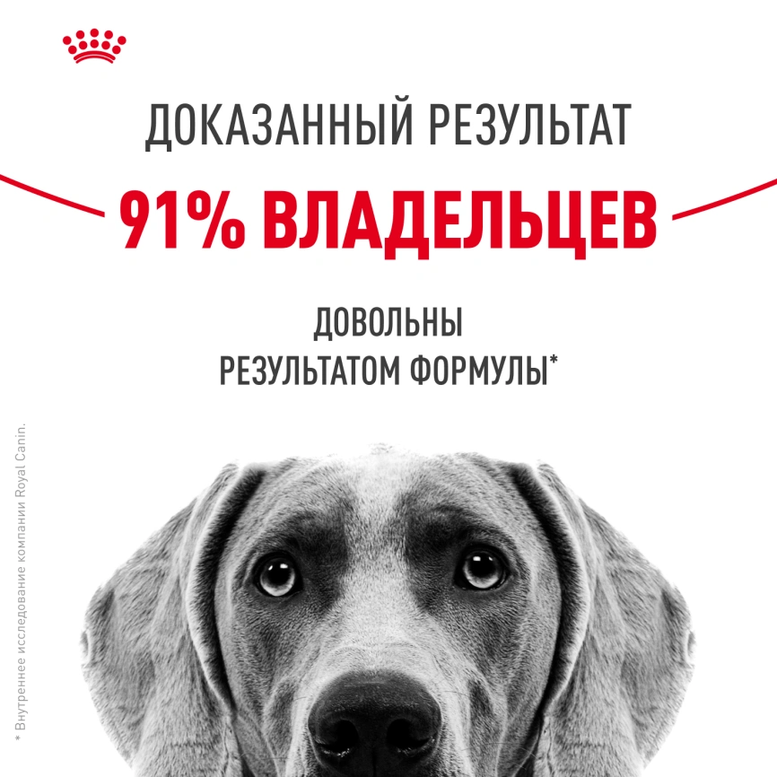 Сухой корм Royal Canin Medium Dermacomfort для собак, 3 кг фото 10