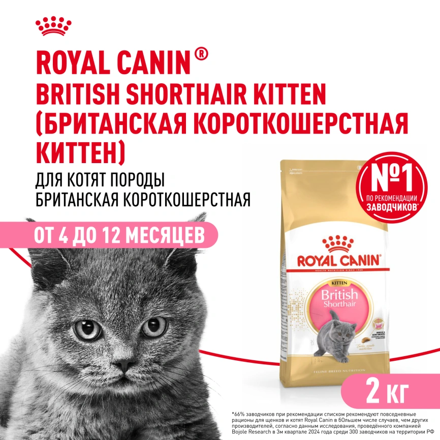 Сухой корм Royal Canin Kitten British Shorthair для котят, 2 кг фото 1