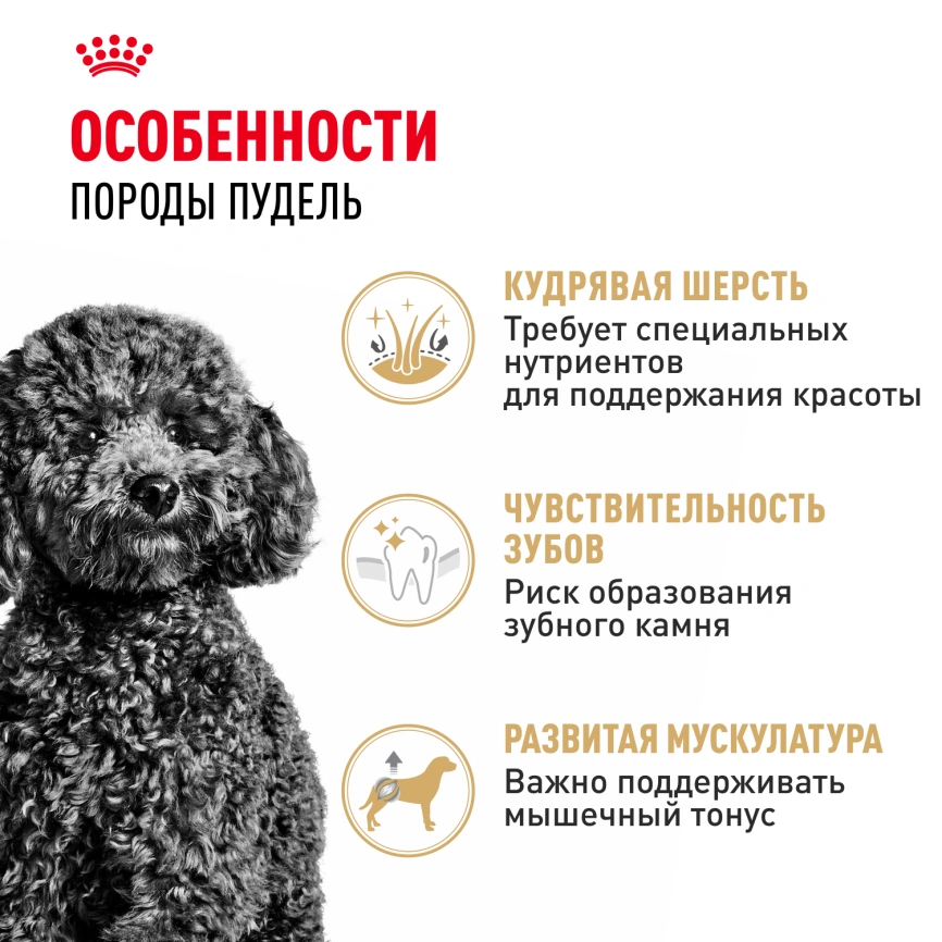 Сухой корм Royal Canin Poodle Adult для взрослых собак, 3 кг фото 2