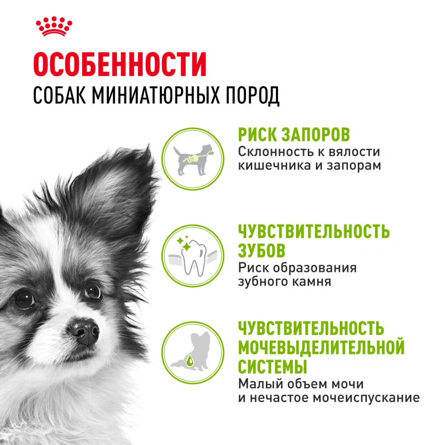 Сухой корм Royal Canin X-Small Adult для собак, 3 кг фото 2