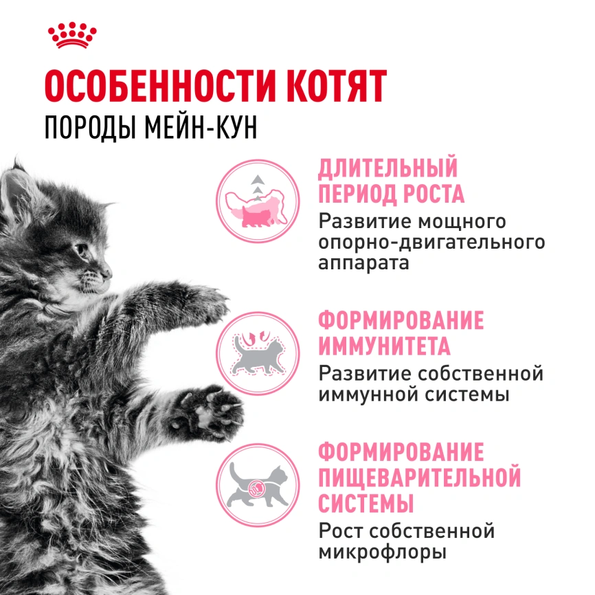Сухой корм Royal Canin Kitten Maine Coon для котят, 400 г фото 2