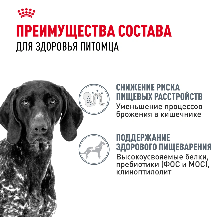 Сухой корм Royal Canin Maxi Digestive Care для собак, 3 кг фото 3